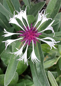 Centaurea montana                                 